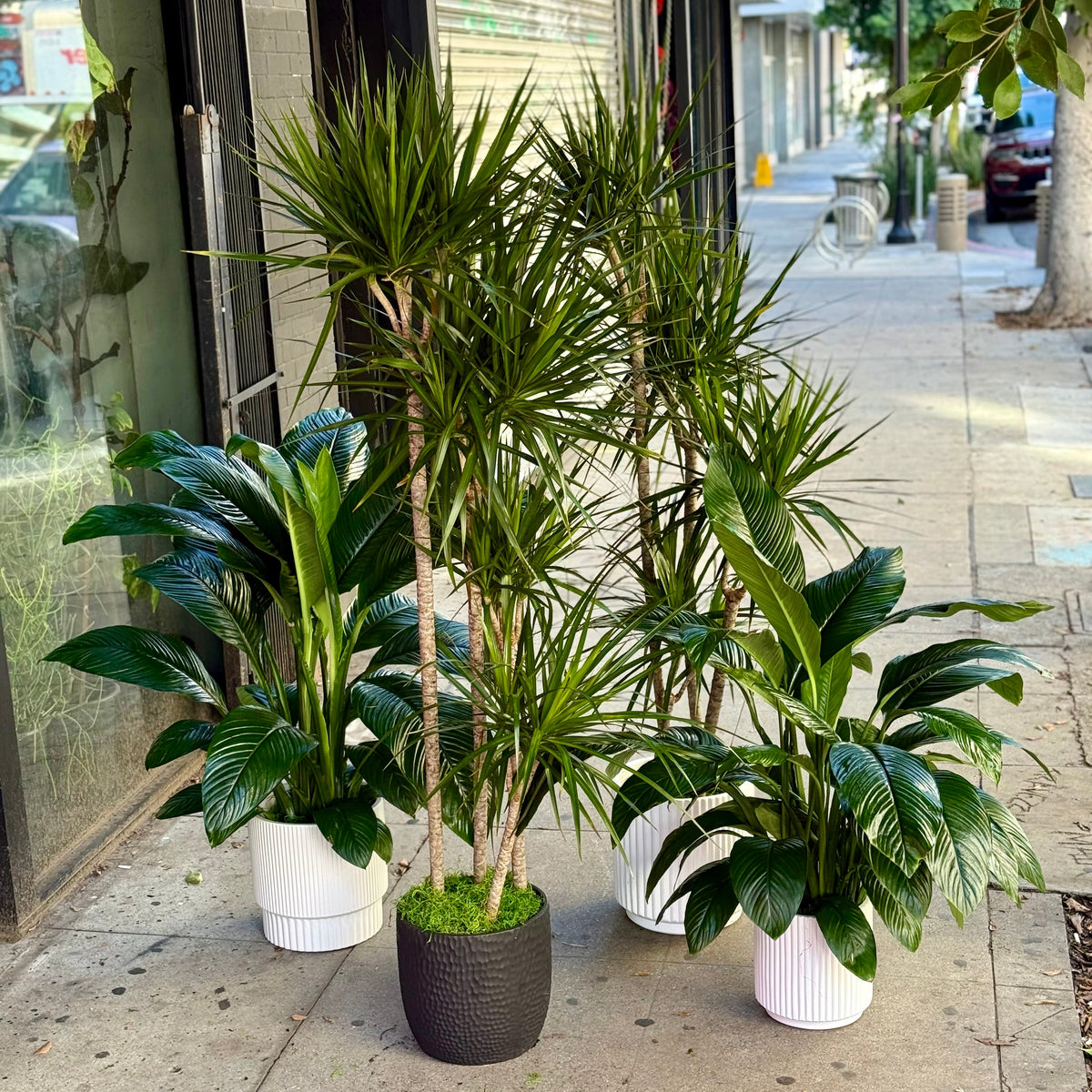 Dracaena marginata ‘Tricolor’ - Image 2 | Pink Clover Florist | Flower Delivery Los Angeles