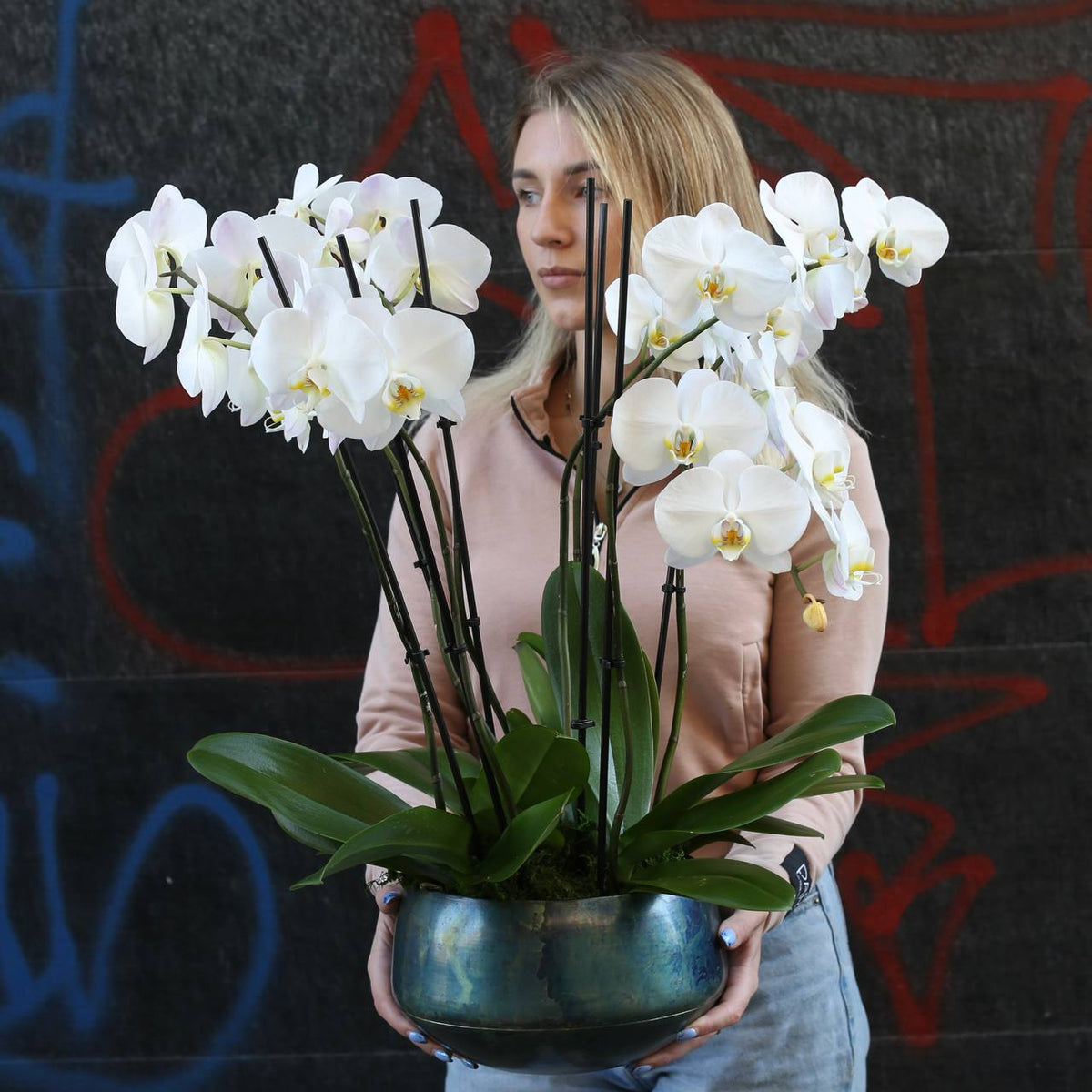Orchid plants flower arrangement Beverly Hills Los Angeles florist