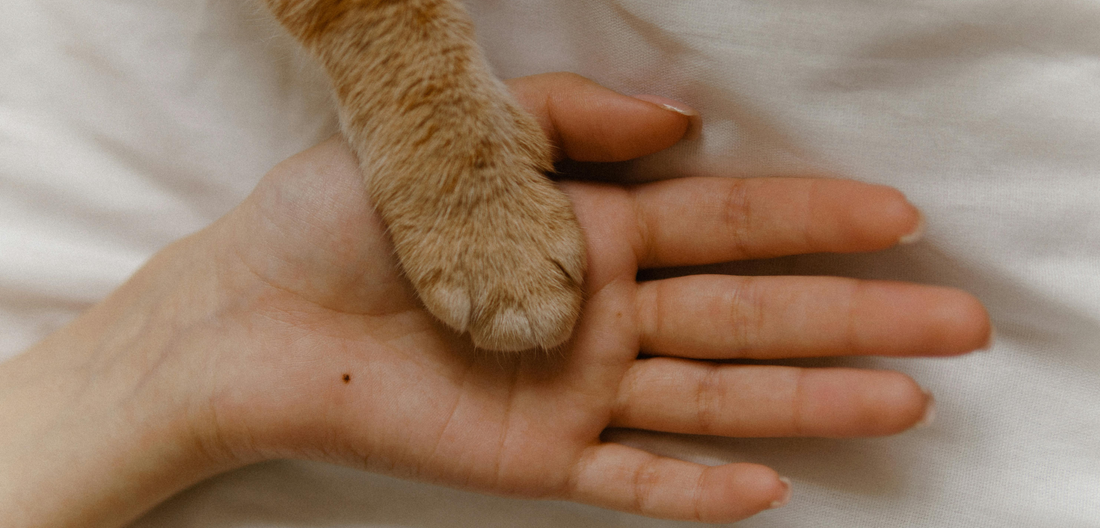 Why More Animal Hospitals Send Sympathy Flowers After a Pet’s Passing