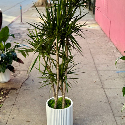 Dracaena marginata ‘Tricolor’ | Pink Clover Florist