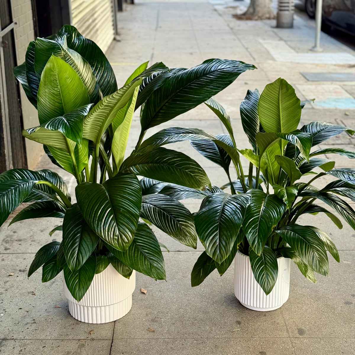 Spathiphyllum ‘Sensation’ roses same-day delivery Los Angeles