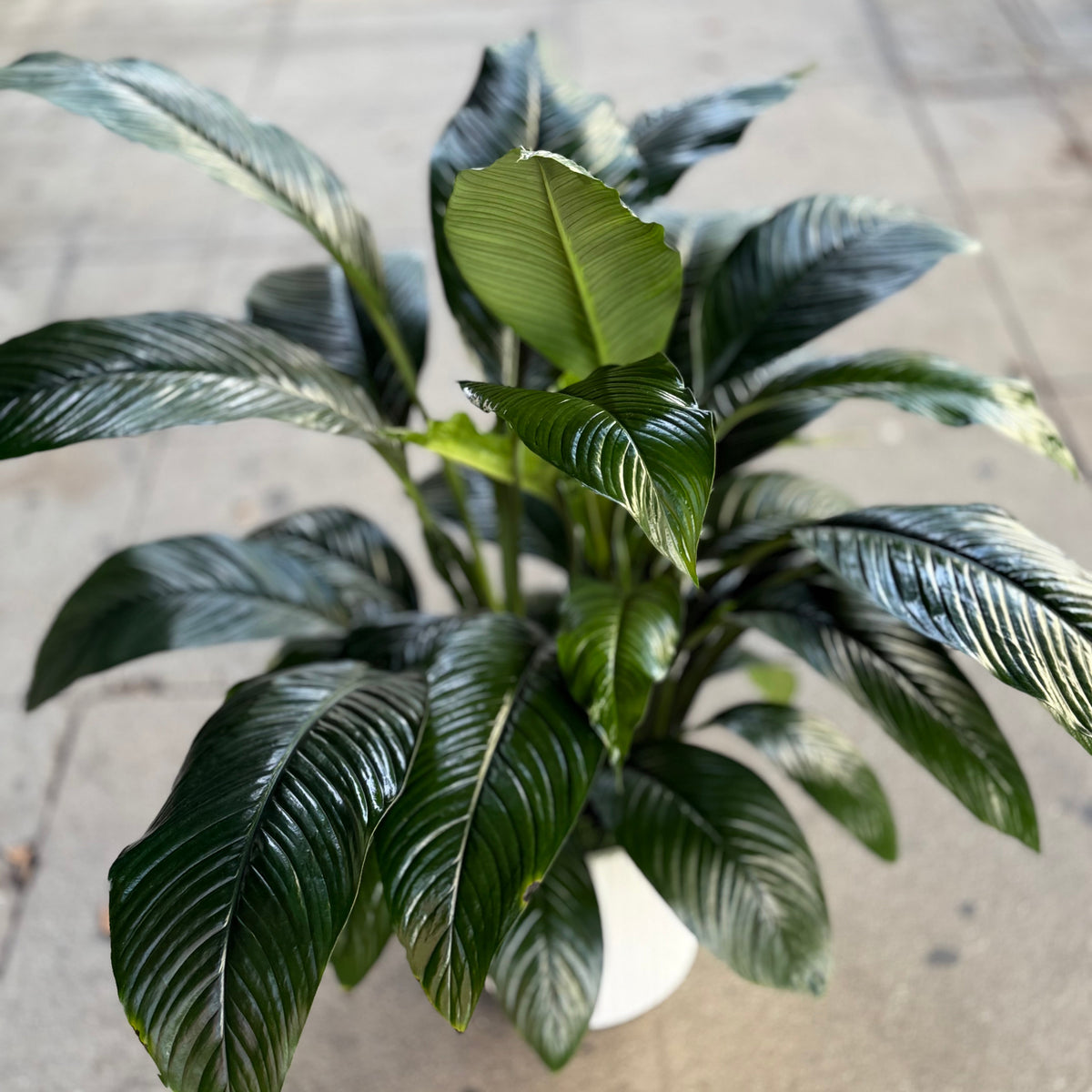 Spathiphyllum ‘Sensation’ - Image 2 | Pink Clover Florist | Flower Delivery Los Angeles