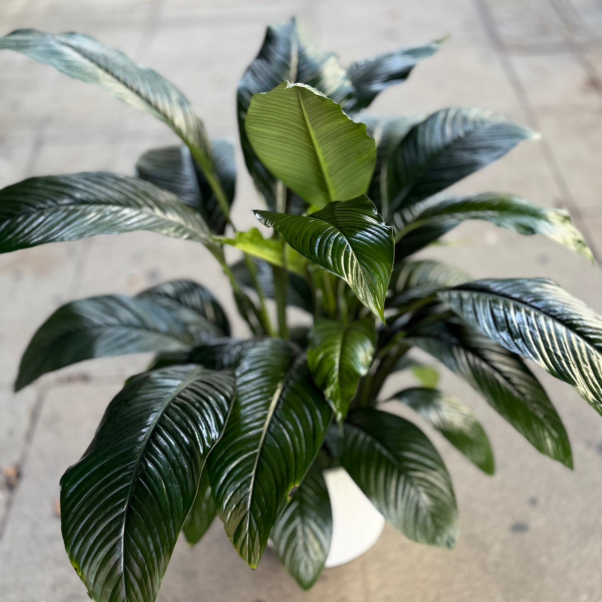 Spathiphyllum ‘Sensation’ bouquet roses Beverly Hills florist Pink Clover