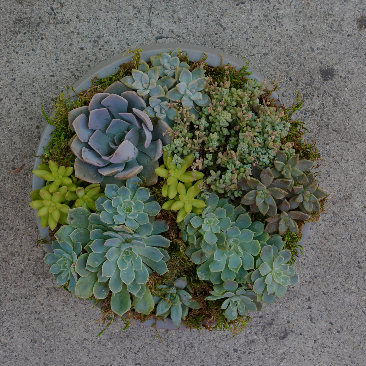 Green Garden roses same-day delivery Los Angeles