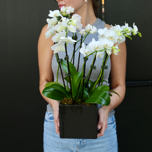 Lunar Petals phalaenopsis orchids orchid leaves same-day delivery Los Angeles