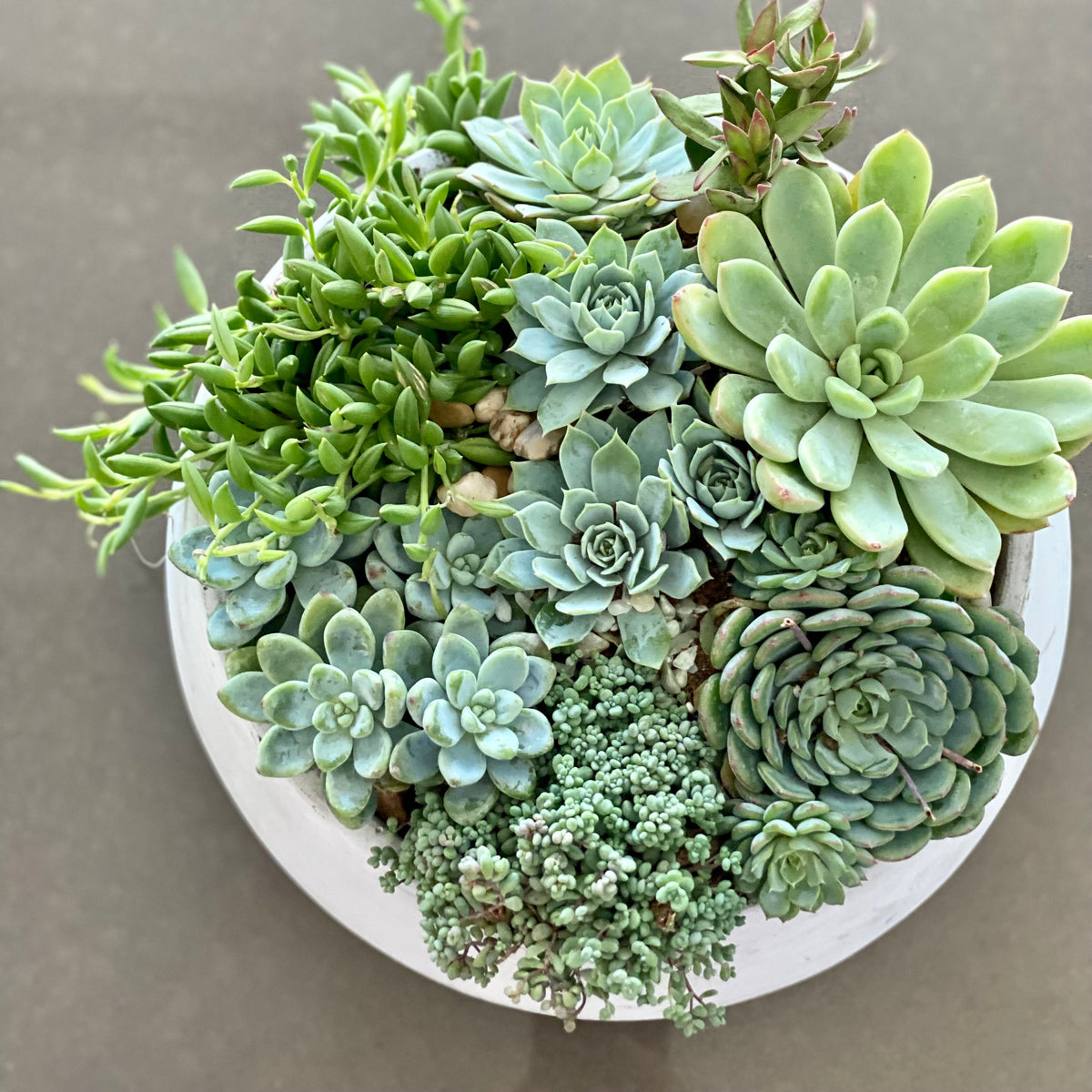 Green garden - Los Angeles Florist - Pink Clover