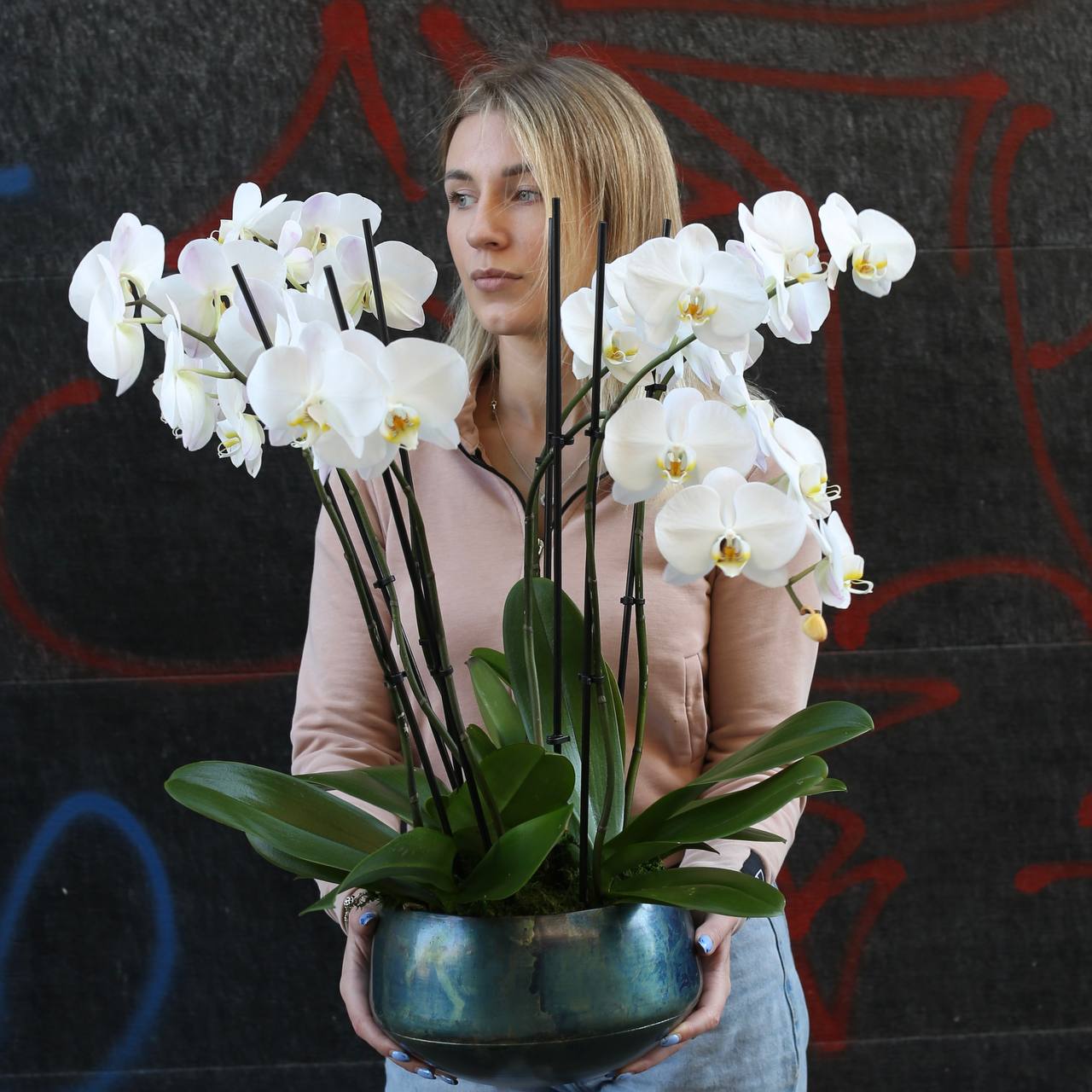 Orchid plants orchids same-day delivery Honolulu