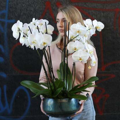 Orchid plants flower arrangement Beverly Hills Los Angeles florist