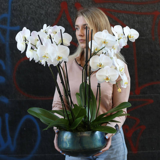 Orchid plants flower arrangement Beverly Hills Los Angeles florist