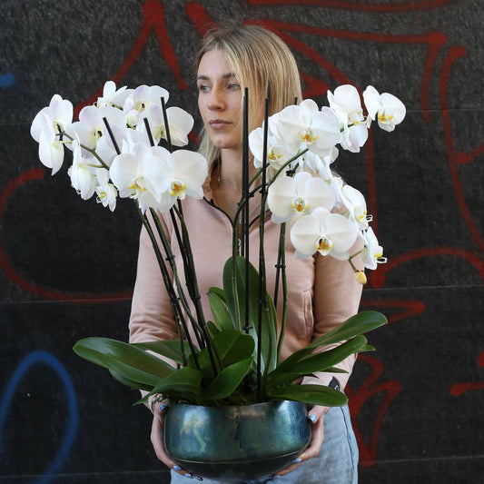 Orchid plants orchids same-day delivery Los Angeles