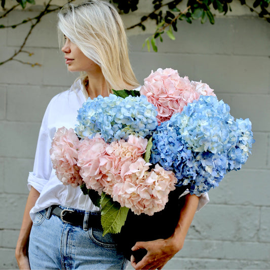 Fresh Hydrangea Mix arrangement showcasing soft pink and blue blooms, ideal for premium gifting and home décor
