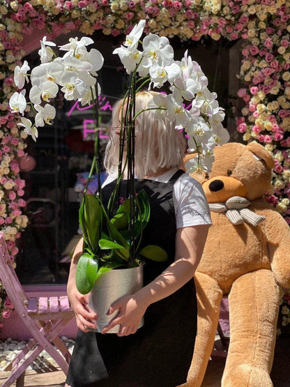 Orchids plants in ceramic vase flower arrangement Beverly Hills Los Angeles florist