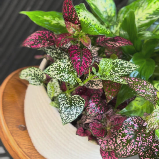 Fresh plant collection with a variety of vibrant green tones, beautifully presented and ready to elevate any interior space.