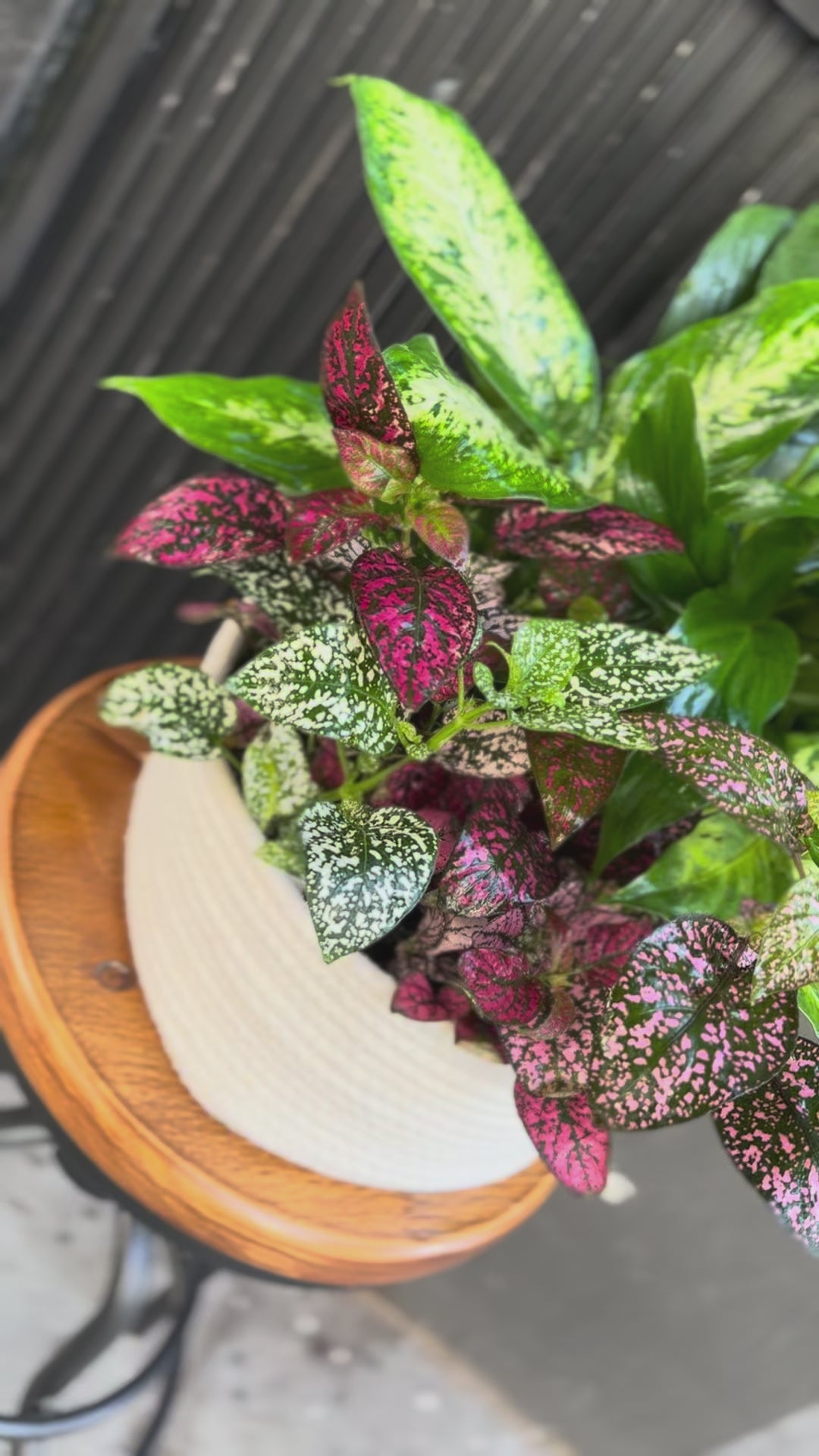 Fresh plant collection with a variety of vibrant green tones, beautifully presented and ready to elevate any interior space.