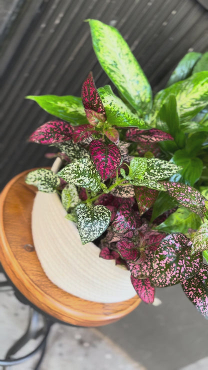 Fresh plant collection with a variety of vibrant green tones, beautifully presented and ready to elevate any interior space.