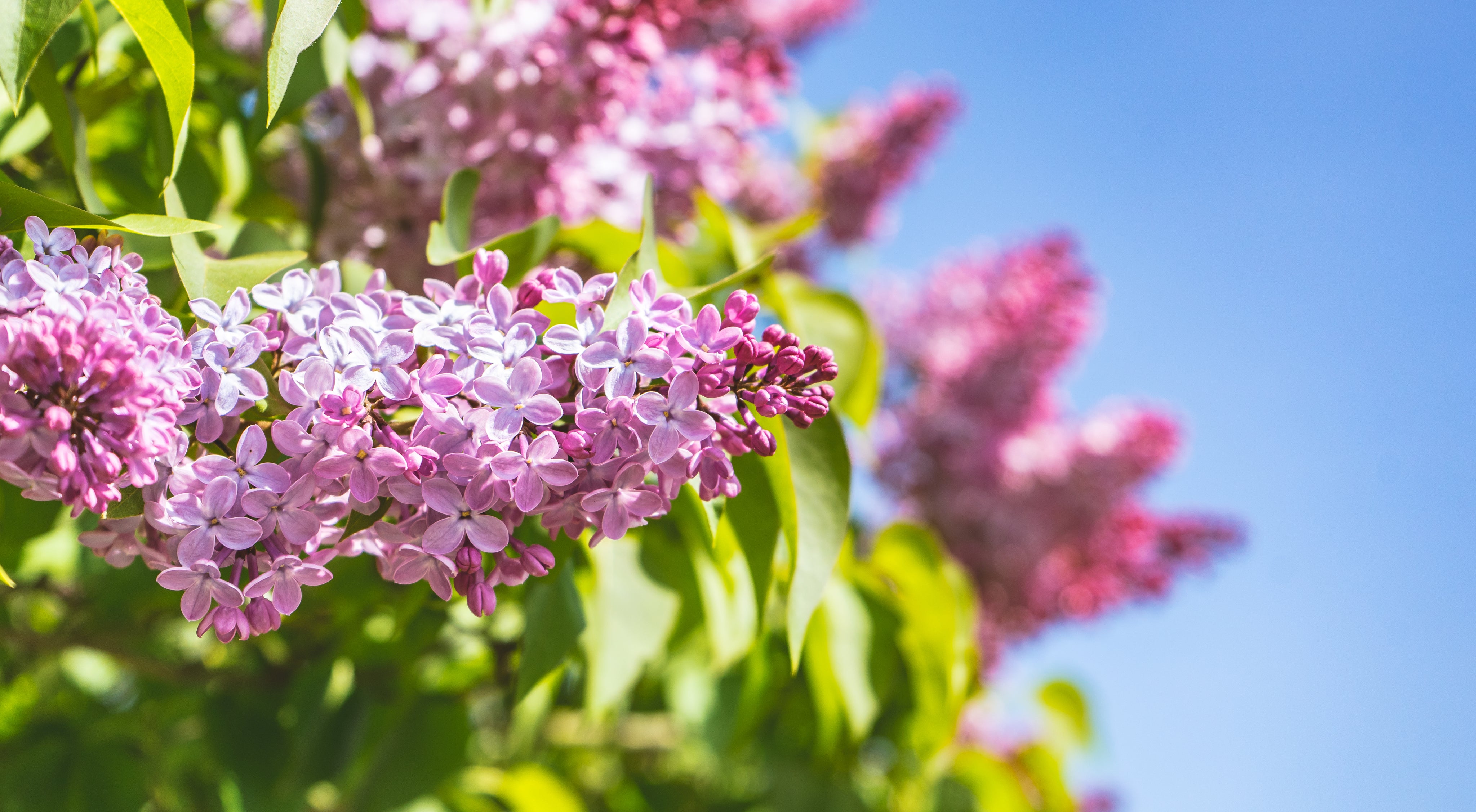 small-pink-flowers-on-a-tree-branch.jpg